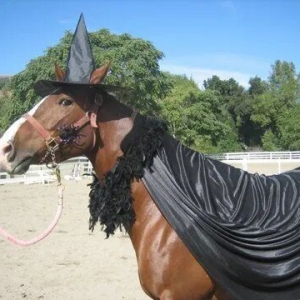 馬術(shù)梗圖 | 來汲取萬圣節(jié)裝扮靈感吧！